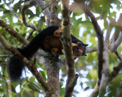 RODENT - SQUIRREL - INTERMEDIATE ZONE SRI LANKA GIANT SQUIRREL - SINGHARAJA NATIONAL PARK SRI LANKA (43).JPG