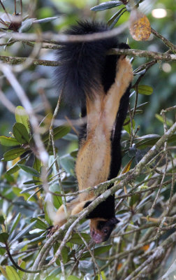 RODENT - SQUIRREL - INTERMEDIATE ZONE SRI LANKA GIANT SQUIRREL - SINGHARAJA NATIONAL PARK SRI LANKA (48).JPG