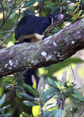 RODENT - SQUIRREL - INTERMEDIATE ZONE SRI LANKA GIANT SQUIRREL - SINGHARAJA NATIONAL PARK SRI LANKA (58).JPG