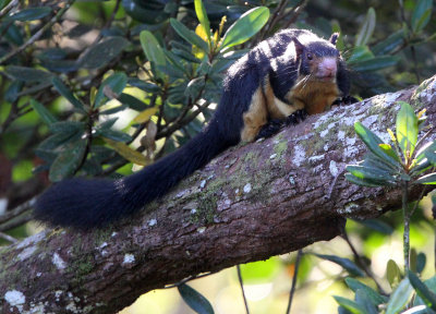 RODENT - SQUIRREL - INTERMEDIATE ZONE SRI LANKA GIANT SQUIRREL - SINGHARAJA NATIONAL PARK SRI LANKA (67).JPG