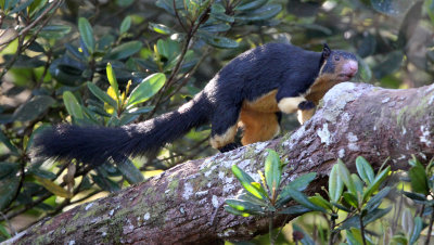 RODENT - SQUIRREL - INTERMEDIATE ZONE SRI LANKA GIANT SQUIRREL - SINGHARAJA NATIONAL PARK SRI LANKA (68).JPG