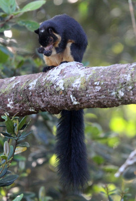 RODENT - SQUIRREL - INTERMEDIATE ZONE SRI LANKA GIANT SQUIRREL - SINGHARAJA NATIONAL PARK SRI LANKA (72).JPG