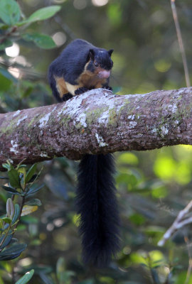 RODENT - SQUIRREL - INTERMEDIATE ZONE SRI LANKA GIANT SQUIRREL - SINGHARAJA NATIONAL PARK SRI LANKA (74).JPG