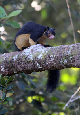 RODENT - SQUIRREL - INTERMEDIATE ZONE SRI LANKA GIANT SQUIRREL - SINGHARAJA NATIONAL PARK SRI LANKA (75).JPG