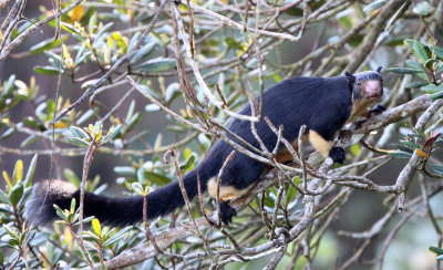 RODENT - SQUIRREL - INTERMEDIATE ZONE SRI LANKA GIANT SQUIRREL - SINGHARAJA NATIONAL PARK SRI LANKA (85).JPG