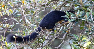 RODENT - SQUIRREL - INTERMEDIATE ZONE SRI LANKA GIANT SQUIRREL - SINGHARAJA NATIONAL PARK SRI LANKA (89).JPG