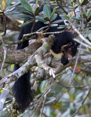 RODENT - SQUIRREL - INTERMEDIATE ZONE SRI LANKA GIANT SQUIRREL - SINGHARAJA NATIONAL PARK SRI LANKA (96).JPG