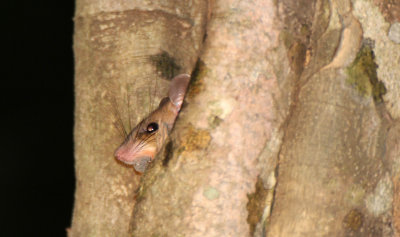 RODENT - WHITE-TAILED BLANDFORD'S RAT - SIRIGIYA FOREST AREA SRI LANKA (3).JPG