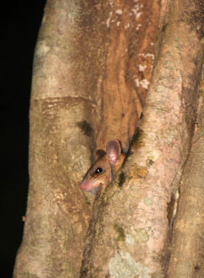 RODENT - WHITE-TAILED BLANDFORD'S RAT - SIRIGIYA FOREST AREA SRI LANKA (4).JPG