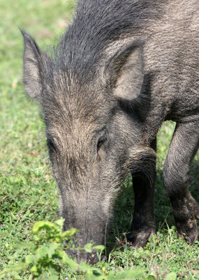 SUIDAE - INDIAN WILD BOAR - YALA NATIONAL PARK SRI LANKA (11).JPG