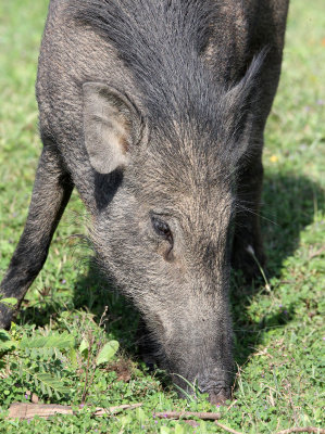 SUIDAE - INDIAN WILD BOAR - YALA NATIONAL PARK SRI LANKA (7).JPG