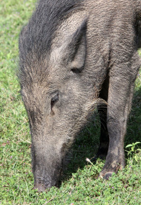 SUIDAE - INDIAN WILD BOAR - YALA NATIONAL PARK SRI LANKA (9).JPG