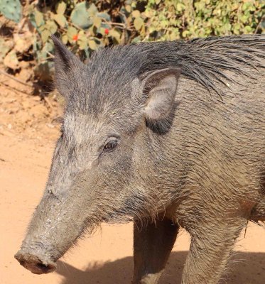 SUIDAE - INDIAN WILD BOAR - YALA NATIONAL PARK SRI LANKA - PHOTO BY SOM SMITH (1).jpg