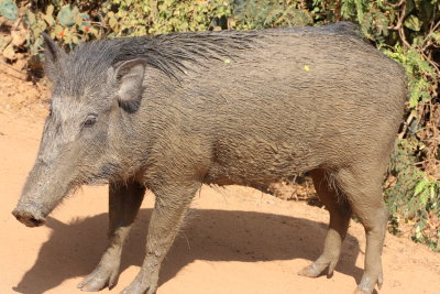 SUIDAE - INDIAN WILD BOAR - YALA NATIONAL PARK SRI LANKA - PHOTO BY SOM SMITH (2).JPG