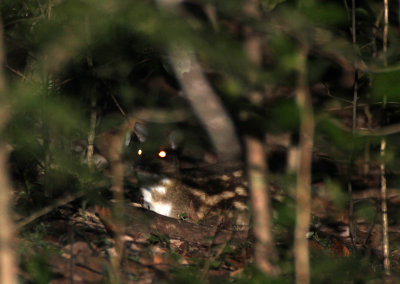 TRAGULID - CHEVROTAIN - WHITE-SPOTTED CHEVROTAIN - SIRIGIYA FOREST AREA SRI LANKA (1).JPG