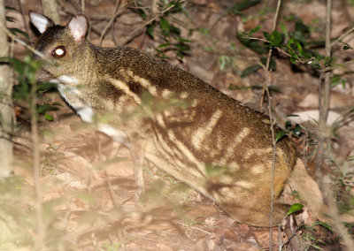 TRAGULID - CHEVROTAIN - WHITE-SPOTTED CHEVROTAIN - SIRIGIYA FOREST AREA SRI LANKA (12).JPG