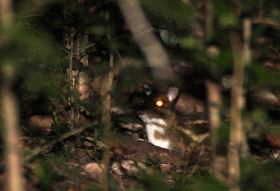 TRAGULID - CHEVROTAIN - WHITE-SPOTTED CHEVROTAIN - SIRIGIYA FOREST AREA SRI LANKA (3).JPG