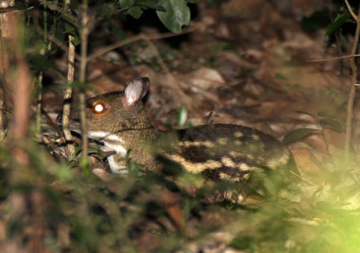 TRAGULID - CHEVROTAIN - WHITE-SPOTTED CHEVROTAIN - SIRIGIYA FOREST AREA SRI LANKA (6).JPG