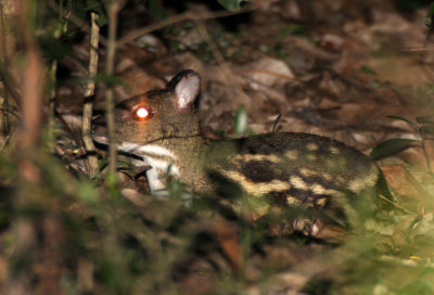 TRAGULID - CHEVROTAIN - WHITE-SPOTTED CHEVROTAIN - SIRIGIYA FOREST AREA SRI LANKA (7).JPG