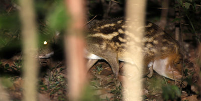 TRAGULID - CHEVROTAIN - WHITE-SPOTTED CHEVROTAIN - SIRIGIYA FOREST AREA SRI LANKA (9).JPG