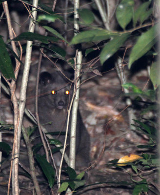 VIVERRID - BROWN PALM CIVET - SIRIGIYA FOREST AREA SRI LANKA (1).JPG