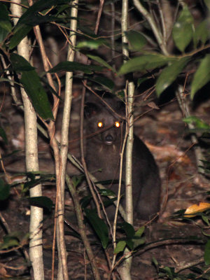 VIVERRID - BROWN PALM CIVET - SIRIGIYA FOREST AREA SRI LANKA (5).JPG