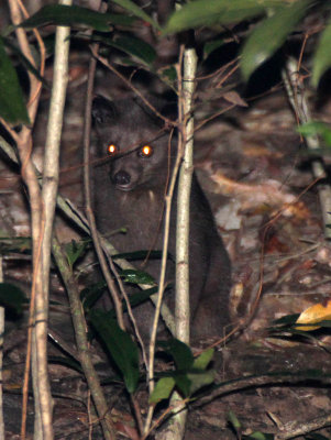 VIVERRID - BROWN PALM CIVET - SIRIGIYA FOREST AREA SRI LANKA (8).JPG