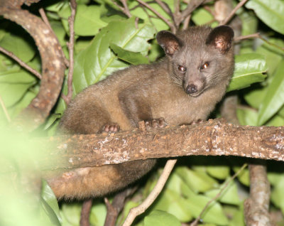 VIVERRID - CIVET - BROWN OR GOLDEN PALM CIVET - SIRIGIYA FOREST AREA SRI LANKA (2).JPG