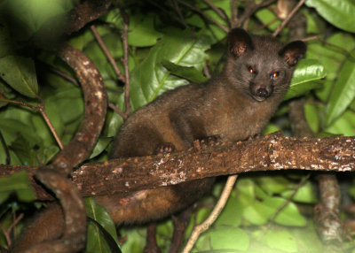 VIVERRID - CIVET - BROWN OR GOLDEN PALM CIVET - SIRIGIYA FOREST AREA SRI LANKA (5).JPG