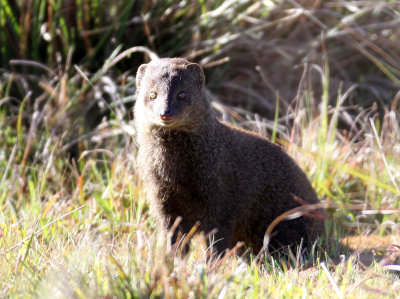 VIVERRID - MONGOOSE - BROWN MONGOOSE - HORTON PLAINS NATIONAL PARK SRI LANKA (21).JPG