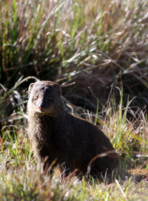 VIVERRID - MONGOOSE - BROWN MONGOOSE - HORTON PLAINS NATIONAL PARK SRI LANKA (27).JPG