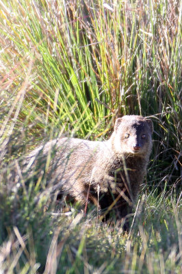 VIVERRID - MONGOOSE - BROWN MONGOOSE - HORTON PLAINS NATIONAL PARK SRI LANKA (8).JPG