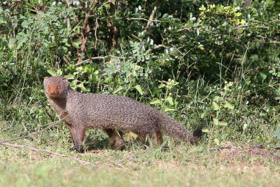 VIVERRID - MONGOOSE - RUDDY MONGOOSE - YALA NATIONAL PARK SRI LANKA (25).JPG