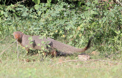 VIVERRID - MONGOOSE - RUDDY MONGOOSE - YALA NATIONAL PARK SRI LANKA (27).JPG