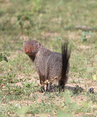 VIVERRID - MONGOOSE - RUDDY MONGOOSE - YALA NATIONAL PARK SRI LANKA (43).JPG