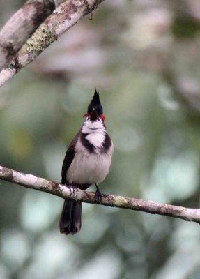 BIRD - BULBUL - RED-WHISKERED BULBUL - THOLPETTY NATIONAL PARK INDIA (3).JPG