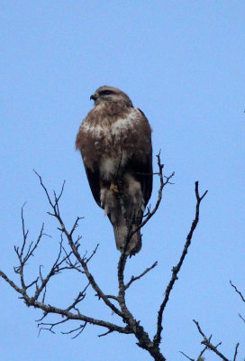 BIRD - BUZZARD - HIMALAYAN BUZZARD - PAMPADUM SHOLA NATIONAL PARK, KERALA INDIA (5).JPG