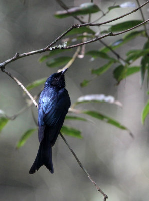 BIRD - DRONGO - BLACK DRONGO - INDIRA GANDHI TOPSLIP NATIONAL PARK, TAMIL NADU INDIA (2).JPG