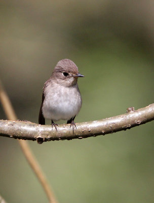 BIRD - FLYCATCHER - ASIAN BROWN FLYCATCHER - THOLPETTY RESERVE WAYANAD KERALA INDIA (2).JPG