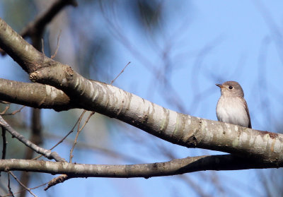 BIRD - FLYCATCHER - ASIAN BROWN FLYCATCHER - VALPARAI KERALA INDIA (1).JPG