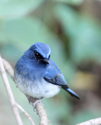 BIRD - FLYCATCHER - WHITE-BELLIED BLUE FLYCATCHER - THOLPETTY RESERVE WAYANAD KERALA INDIA.JPG