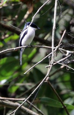 BIRD - FLYCATCHER-SHRIKE - BAR-WINGED FLYCATCHER SHRIKE - INDIRA GANDHI TOPSLIP NATIONAL PARK, TAMIL NADU INDIA (1).JPG