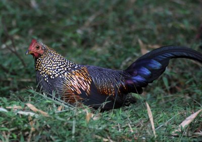 BIRD - JUNGLEFOWL - GREY JUNGLEFOWL - TOP SLIP NATIONAL PARK TAMIL NADU (2).JPG