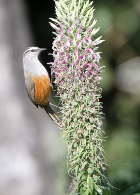 BIRD - LAUGHINGTHRUSH - KERALA LAUGHINGTHRUSH - PAMPADUM SHOLA NATIONAL PARK KERALA INDIA (9).JPG