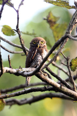 BIRD - OWL - JUNGLE OWLET - THATTEKAD NATURE RESERVE KERALA INDIA (2).JPG