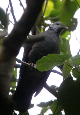 BIRD - PIGEON - NILGIRI WOOD PIGEON - PAMPADUM SHOLA NATIONAL PARK, KERALA INDIA (6).JPG