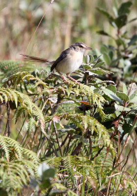 BIRD - PRINIA - PLAIN PRINIA - ERAVIKULAM NATIONAL PARK, KERALA INDIA (4).JPG