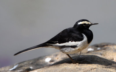 BIRD - WAGTAIL - WHITE-BROWED WAGTAIL - THOLPETTY RESERVE WAYANAD KERALA INDIA (2).JPG