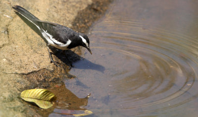 BIRD - WAGTAIL - WHITE-BROWED WAGTAIL - THOLPETTY RESERVE WAYANAD KERALA INDIA (5).JPG