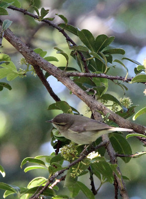 BIRD - WARBLER - GREENISH WARBLER - PAMPADUM SHOLA NATIONAL PARK KERALA INDIA (6).JPG